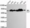 Dihydrolipoamide S-Acetyltransferase antibody, MBS9400468, MyBioSource, Western Blot image 