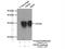 Family With Sequence Similarity 192 Member A antibody, 16830-1-AP, Proteintech Group, Immunoprecipitation image 