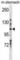 Leucine Rich Repeats And Immunoglobulin Like Domains 1 antibody, abx031198, Abbexa, Western Blot image 