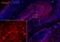 ADAM Metallopeptidase Domain 22 antibody, GTX116206, GeneTex, Immunohistochemistry frozen image 