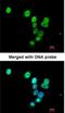 RAS Protein Activator Like 1 antibody, NBP1-32776, Novus Biologicals, Immunocytochemistry image 