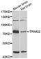 Tripartite Motif Containing 32 antibody, LS-C349026, Lifespan Biosciences, Western Blot image 