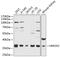 Heme Oxygenase 2 antibody, 14-591, ProSci, Western Blot image 