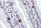 THEM6 antibody, orb96679, Biorbyt, Immunohistochemistry paraffin image 