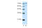 Apoptosis Antagonizing Transcription Factor antibody, 28-979, ProSci, Western Blot image 