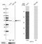 Keratin 15 antibody, NBP1-85602, Novus Biologicals, Western Blot image 