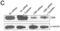 Cystathionine-Beta-Synthase antibody, H00000875-A01, Novus Biologicals, Western Blot image 