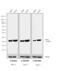 Mouse IgG antibody, 31802, Invitrogen Antibodies, Western Blot image 