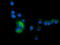 Sequestosome 1 antibody, LS-C172511, Lifespan Biosciences, Immunofluorescence image 