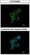 Growth Arrest Specific 2 Like 1 antibody, LS-C185772, Lifespan Biosciences, Immunocytochemistry image 