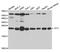 Tumor Protein, Translationally-Controlled 1 antibody, TA332688, Origene, Western Blot image 