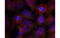 Synaptotagmin 2 antibody, MBS835762, MyBioSource, Immunofluorescence image 