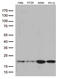 TRNA Splicing Endonuclease Subunit 15 antibody, LS-C796437, Lifespan Biosciences, Western Blot image 