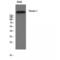 Tensin 1 antibody, LS-C386367, Lifespan Biosciences, Western Blot image 