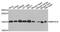 Mitochondrial Ribosomal Protein S16 antibody, PA5-76446, Invitrogen Antibodies, Western Blot image 