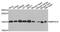 Mitochondrial Ribosomal Protein S16 antibody, PA5-76446, Invitrogen Antibodies, Western Blot image 
