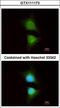 PK3CB antibody, LS-C186194, Lifespan Biosciences, Immunocytochemistry image 