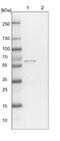 WD Repeat Domain 37 antibody, NBP1-81449, Novus Biologicals, Western Blot image 