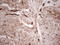 Adiponectin, C1Q And Collagen Domain Containing antibody, LS-C790369, Lifespan Biosciences, Immunohistochemistry paraffin image 