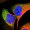 Alkaline Phosphatase, Biomineralization Associated antibody, NBP1-91660, Novus Biologicals, Immunocytochemistry image 