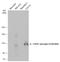 Fibroblast Growth Factor Receptor 1 antibody, GTX133526, GeneTex, Western Blot image 