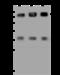 Sorting Nexin 9 antibody, 201005-T32, Sino Biological, Western Blot image 