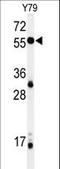 NIN1 (RPN12) Binding Protein 1 Homolog antibody, LS-C162923, Lifespan Biosciences, Western Blot image 