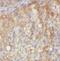 Exportin 6 antibody, FNab09550, FineTest, Immunohistochemistry paraffin image 