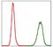 NEDD8 Ubiquitin Like Modifier antibody, NBP2-37523, Novus Biologicals, Flow Cytometry image 