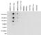 Histone Cluster 4 H4 antibody, CI1033, Boster Biological Technology, Dot Blot image 