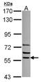 Signal Recognition Particle 54 antibody, NBP2-20483, Novus Biologicals, Western Blot image 