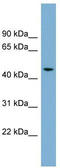 Actin Related Protein 3B antibody, TA344776, Origene, Western Blot image 