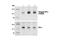 Protein Phosphatase 1 Catalytic Subunit Alpha antibody, 2581S, Cell Signaling Technology, Western Blot image 