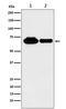 Methyltransferase Like 3 antibody, M01758-1, Boster Biological Technology, Western Blot image 
