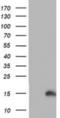 Prefoldin Subunit 6 antibody, NBP2-01637, Novus Biologicals, Western Blot image 