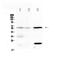 Interleukin 23 Receptor antibody, PA5-79490, Invitrogen Antibodies, Western Blot image 