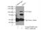 Serine/Threonine Kinase 31 antibody, 14140-1-AP, Proteintech Group, Immunoprecipitation image 
