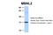 Muscleblind Like Splicing Regulator 2 antibody, 30-736, ProSci, Western Blot image 