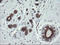 TSC22 Domain Family Member 1 antibody, LS-C174119, Lifespan Biosciences, Immunohistochemistry frozen image 