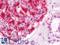 Interferon Alpha 2 antibody, LS-B10839, Lifespan Biosciences, Immunohistochemistry frozen image 