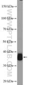 Glyoxylate And Hydroxypyruvate Reductase antibody, 51013-2-AP, Proteintech Group, Western Blot image 