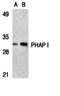 Acidic Nuclear Phosphoprotein 32 Family Member A antibody, orb74501, Biorbyt, Western Blot image 
