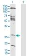 Family With Sequence Similarity 177 Member A1 antibody, H00283635-D01P, Novus Biologicals, Western Blot image 