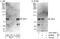 T-Box 3 antibody, A303-098A, Bethyl Labs, Western Blot image 