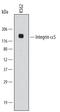 Integrin Subunit Alpha 5 antibody, MAB18642, R&D Systems, Western Blot image 