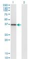 Microtubule Associated Protein 1A antibody, H00064112-M02, Novus Biologicals, Western Blot image 