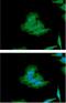 Protein Phosphatase 3 Catalytic Subunit Alpha antibody, GTX57730, GeneTex, Immunocytochemistry image 