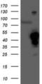 Heme Oxygenase 2 antibody, NBP2-01407, Novus Biologicals, Western Blot image 