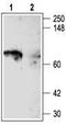 Potassium Voltage-Gated Channel Subfamily A Member 5 antibody, TA328924, Origene, Western Blot image 