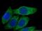 Spermidine Synthase antibody, 19858-1-AP, Proteintech Group, Immunofluorescence image 